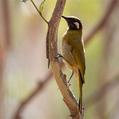 White-eared Honeyeater