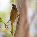 White-eared Honeyeater