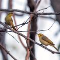 Yellow-tinted Honeyeater