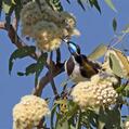 White-quilled Honeyeater