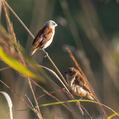 Yellow-rumped Mannikin