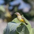 Yellow Chat