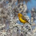 Yellow Chat