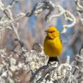 Yellow Chat