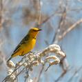 Yellow Chat