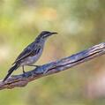 Kimberley Honeyeater