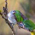 Rufous-throated Honeyeater