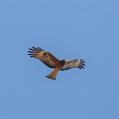 Square-tailed Kite