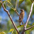 Yellow-rumped Mannikin