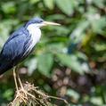 Pied Heron