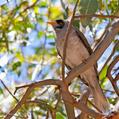 Noisy Miner