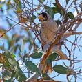 Noisy Miner