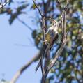 Yellow Wattlebird