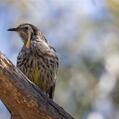 Yellow Wattlebird