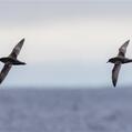 Short-tailed Shearwater