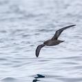Short-tailed Shearwater