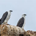 White-bellied Sea Eagle