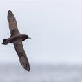 White-chinned Petrel