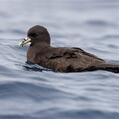 White-chinned Petrel