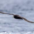 White-chinned Petrel