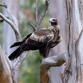 Wedge-tailed Eagle