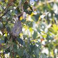 Yellow-throated Honeyeater