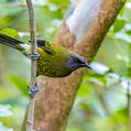 New Zealand Bellbird