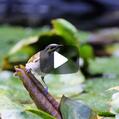 Yellow-faced Honeyeater