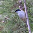 White-naped Honeyeater