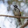 New Holland Honeyeater