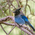 Steller's Jay