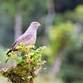 Roadside Hawk