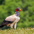 King Vulture