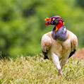 King Vulture