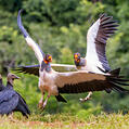 King Vulture