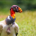 King Vulture