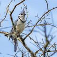 White-throated Magpie-Jay