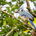 White-throated Magpie-Jay