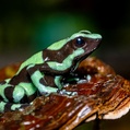 Green-and-Black Poison Dart Frog (Dendrobates auratus)