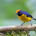 Tawny-capped Euphonia