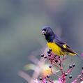 Yellow-bellied Siskin