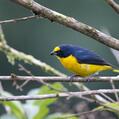 Yellow-throated Euphonia