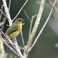 Yellow-throated Euphonia