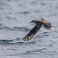 Fluttering Shearwater