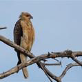 Whistling Kite