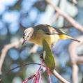 Yellow-rumped Thornbill