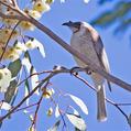 Noisy Friarbird