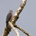 Double-toothed Kite