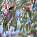 Noisy Friarbird