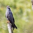 Snail Kite